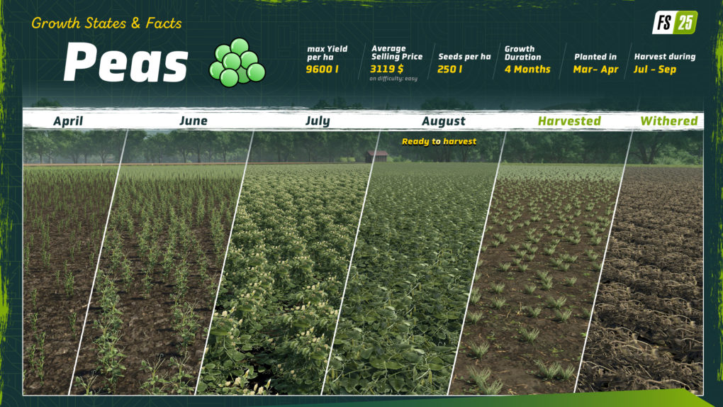 Landwirtschafts-Simulator 25 - Detailplan über die Feldfrucht grüne Bohnen